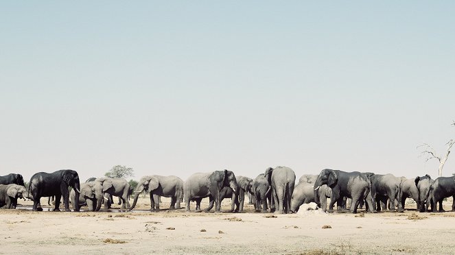 Élet az Okavango-delta környékén - Filmfotók