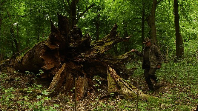 Tajemné stromy na Pohansku - Photos
