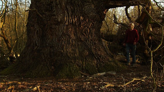 Tajemné stromy na Pohansku - Z filmu