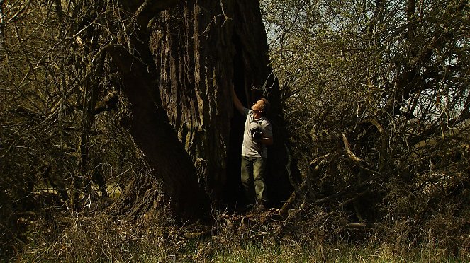Tajemné stromy na Pohansku - De la película