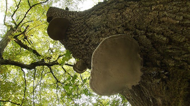 Tajemné stromy na Pohansku - Photos