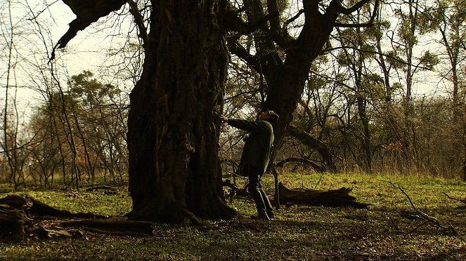 Tajemné stromy na Pohansku - Film