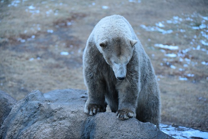 Arktičtí zachránci zvířat - Z filmu