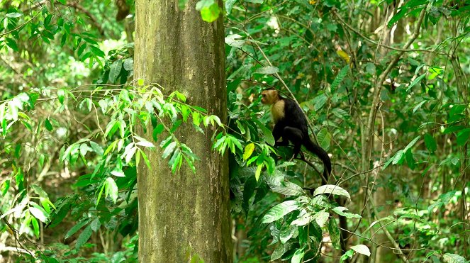 Découverte du monde : Costa Rica - Z filmu