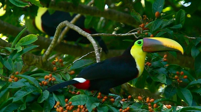 Découverte du monde : Costa Rica - Z filmu