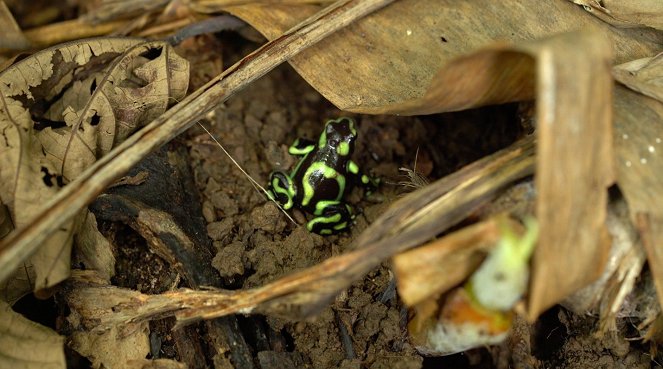 Découverte du monde : Costa Rica - Z filmu