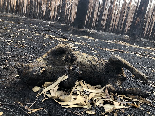 Australien in Flammen - Ein Kontinent brennt - Filmfotos
