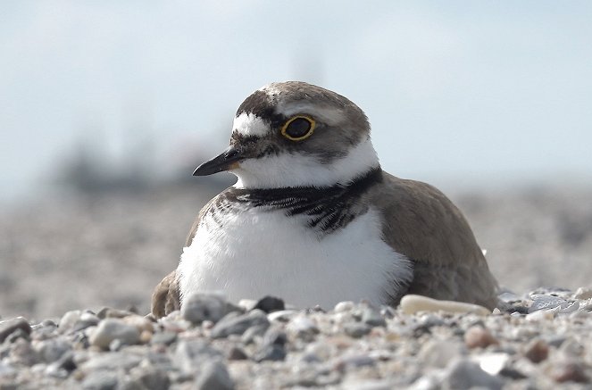 New Land - The Islands of the Marker Wadden - De la película