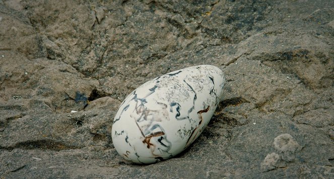 The Egg - Bursting into Life - Photos