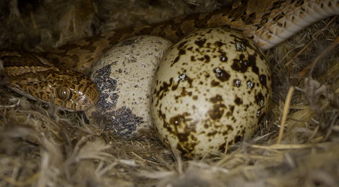 The Egg - Bursting into Life - Photos