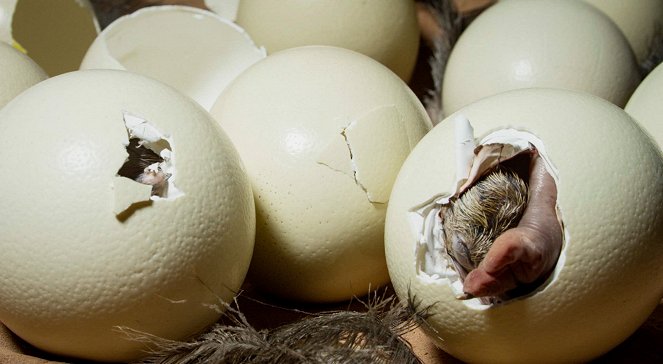 The Egg - Bursting into Life - Photos