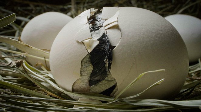 Vajce - počiatok života - Z filmu