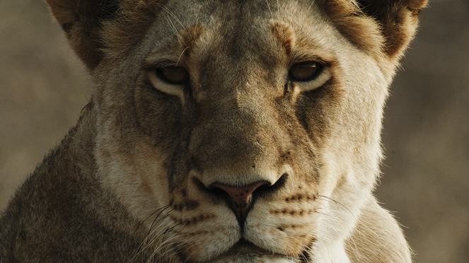 Malika the Lion Queen - De la película