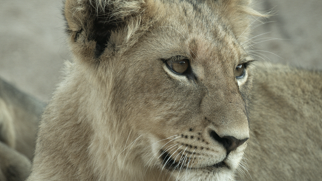 Lví královna Malika - Z filmu
