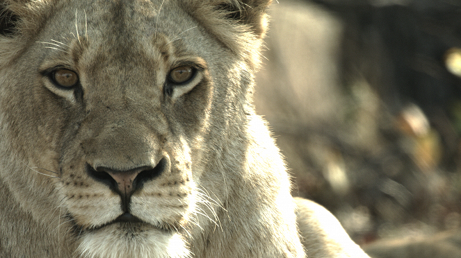 Malika the Lion Queen - De la película
