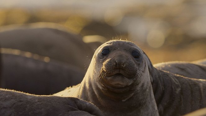 A legszebb nemzeti parkok - Monterey-öböl Tengeri Rezervátum, USA - Filmfotók
