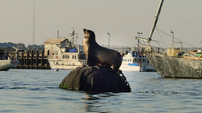 Slavné národní parky - Státní mořská rezervace Monterey Bay, USA - Z filmu
