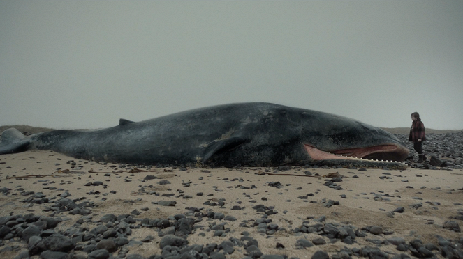 Le Fjord des baleines - Film