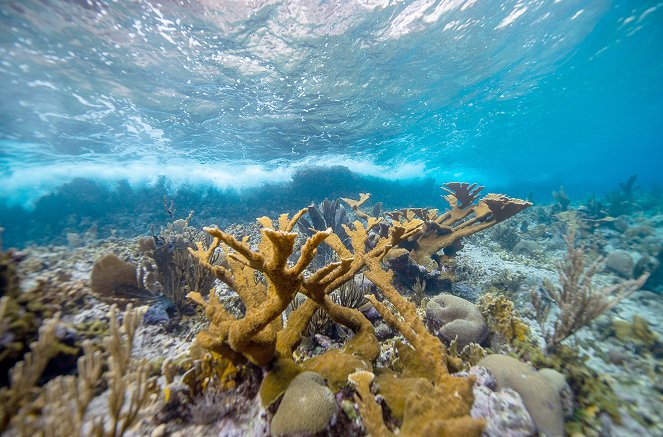 Paradiese aus Menschenhand - Die Korallenretter der Karibik - Kuvat elokuvasta
