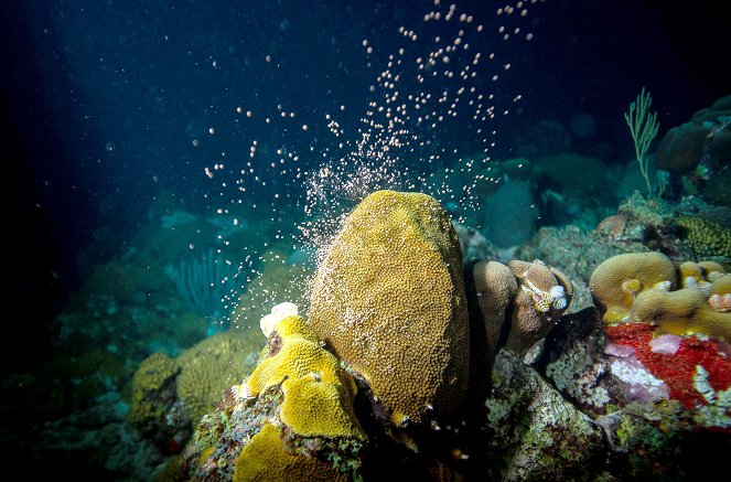 Paradiese aus Menschenhand - Die Korallenretter der Karibik - Photos