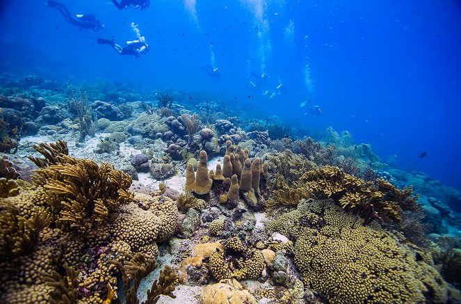 Paradiese aus Menschenhand - Die Korallenretter der Karibik - De la película