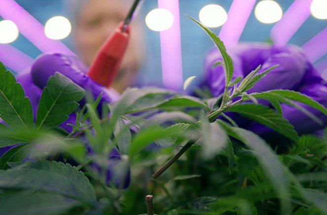 DokThema - Gras auf Rezept - Medizinisches Cannabis im Kreuzfeuer - De la película
