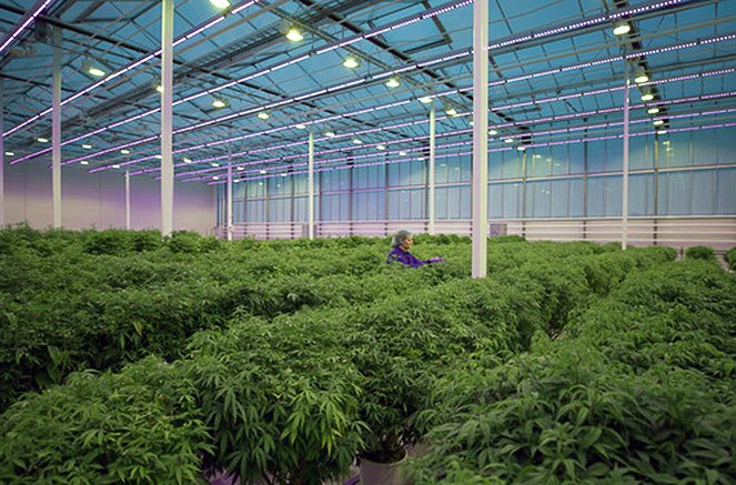 DokThema - Gras auf Rezept - Medizinisches Cannabis im Kreuzfeuer - Van film