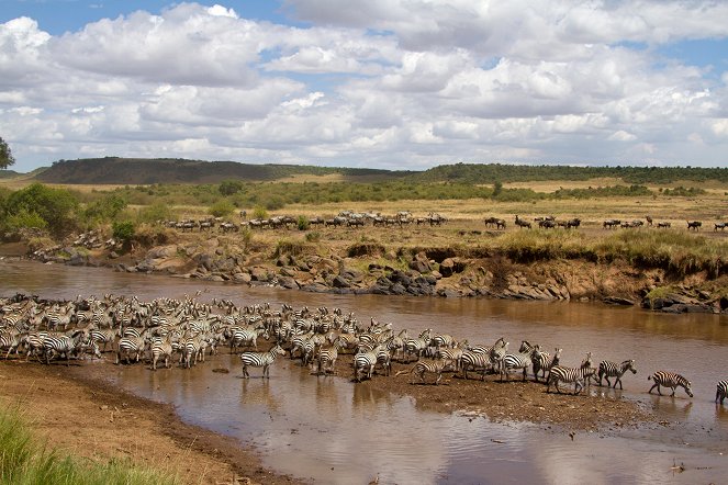 Zebras der Serengeti - Filmfotos