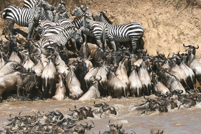 Zebras of the Serengeti - Photos