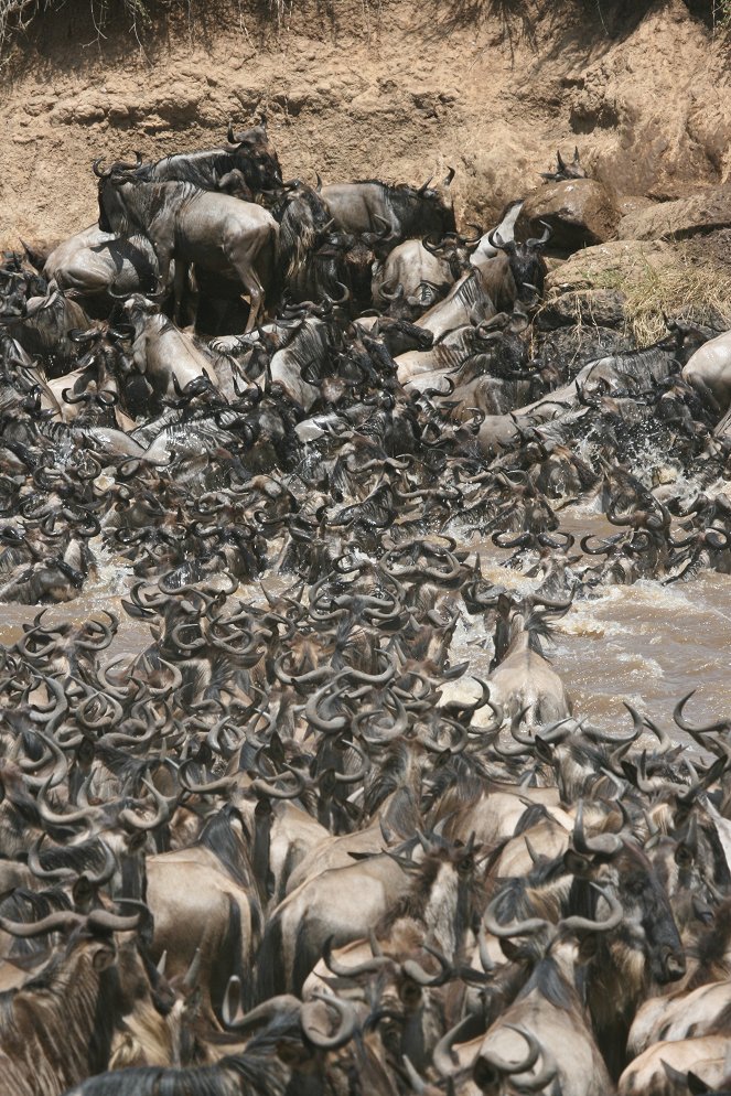 A Serengeti zebrái - Filmfotók