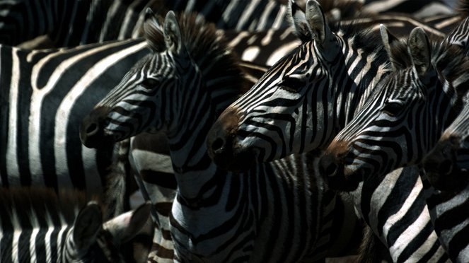 Zebras der Serengeti - Filmfotos