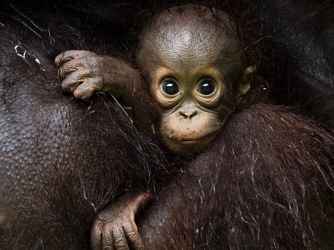 Eden: Untamed Planet - Borneo: Sacred Forest - Kuvat elokuvasta
