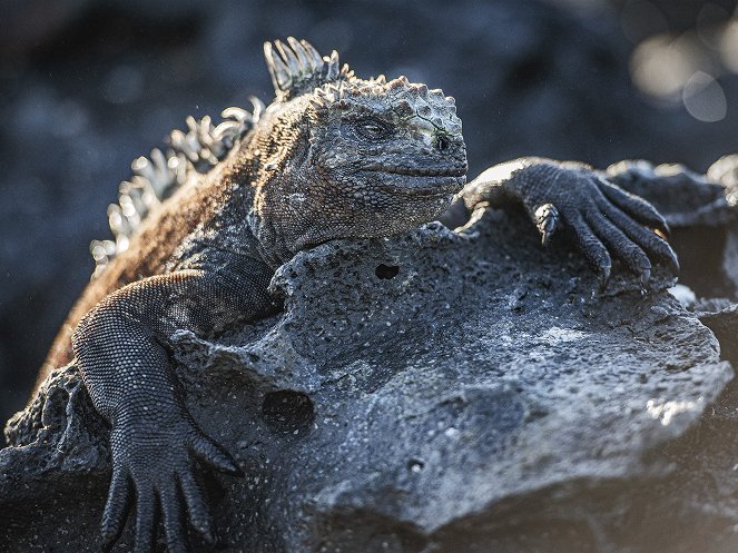 Éden: Az érintetlen bolygó - A Galápagos elvarázsolt szigetei - Filmfotók