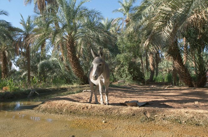 Magischer Maghreb - Aufbruch in Nordafrika - Algerien – Die Wüste - Film