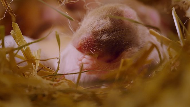 Az állatkölykök csodás élete - Filmfotók