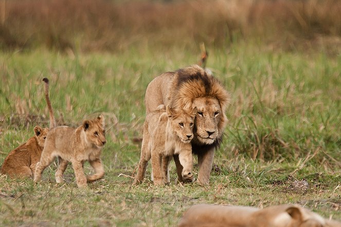 Lions: The Hunt for Survival - Van film