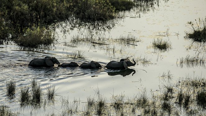 Okavango - Wunderwelt - Do filme