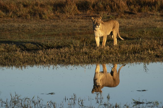 Okavango - Wunderwelt - Do filme