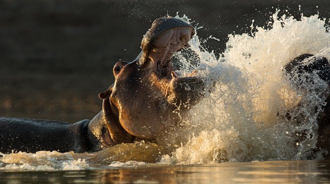 Erlebnis Erde: Kämpfer und Könige - Afrikas Flusspferde - Do filme