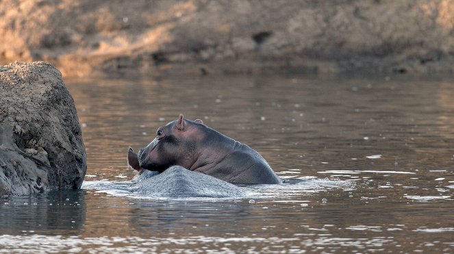 Erlebnis Erde: Kämpfer und Könige - Afrikas Flusspferde - Filmfotók