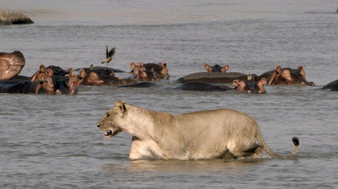 Erlebnis Erde: Kämpfer und Könige - Afrikas Flusspferde - Filmfotos