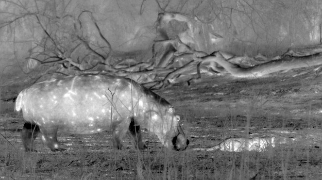 Erlebnis Erde: Kämpfer und Könige - Afrikas Flusspferde - De filmes