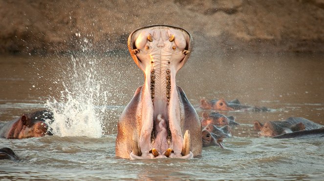 Erlebnis Erde: Kämpfer und Könige - Afrikas Flusspferde - Van film