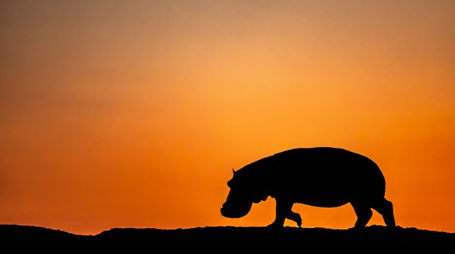 Erlebnis Erde: Kämpfer und Könige - Afrikas Flusspferde - Kuvat elokuvasta