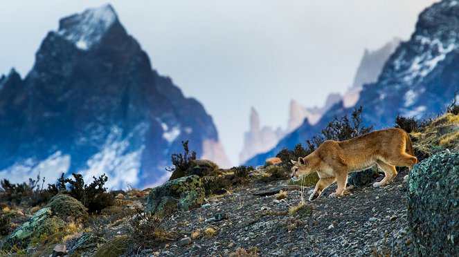 Mountain: Life at the Extreme - Andes - Photos