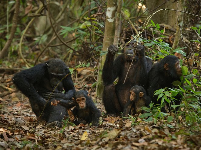 Tanganyika-tó: Afrika kék szíve - Filmfotók