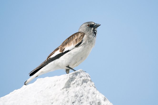 Von der Steppe in die Alpen - Kuvat elokuvasta