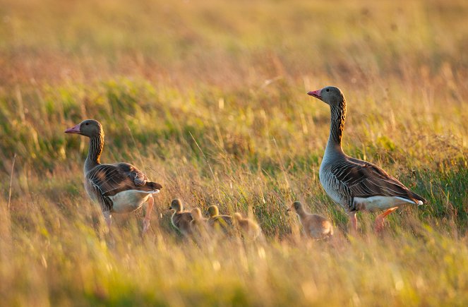 The Art of Bird-Watching - Photos