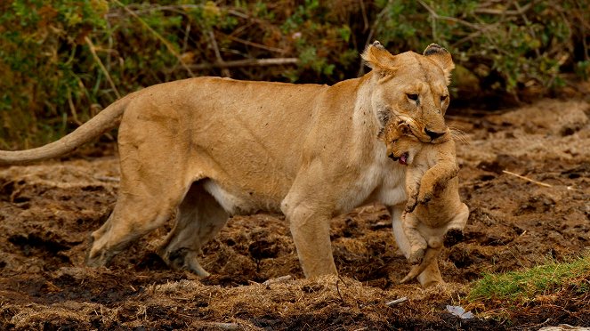 Big Cats of the Serengeti - Photos