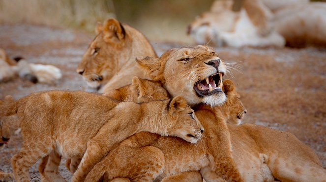 Big Cats of the Serengeti - Film